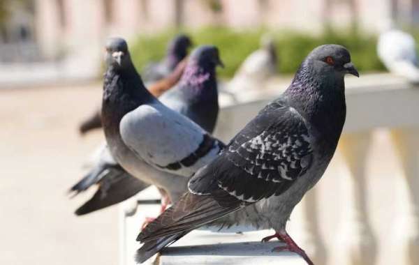 What services does a bird control company provide