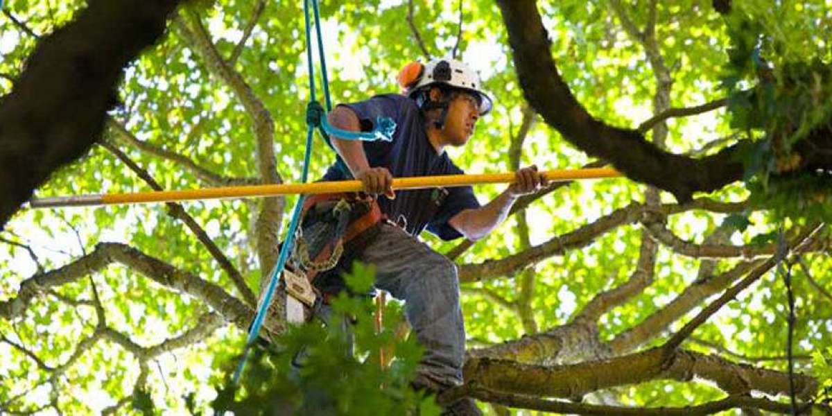 Boroondara Tree Removal - Pro Cut Tree Removal Services