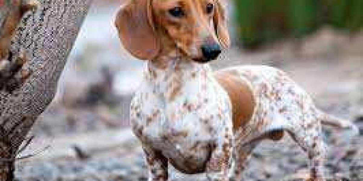 Behind the Bark: Exploring the Downsides of Dachshunds