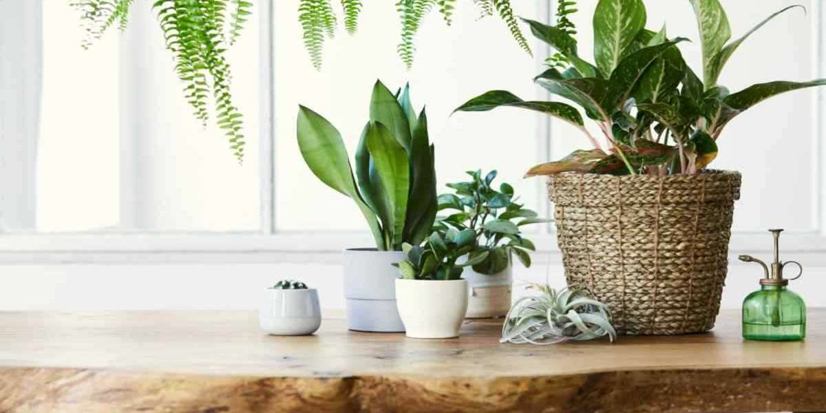 20 Best Indoor Plants For Any Room: Greening Your Home With Nature's Charm
