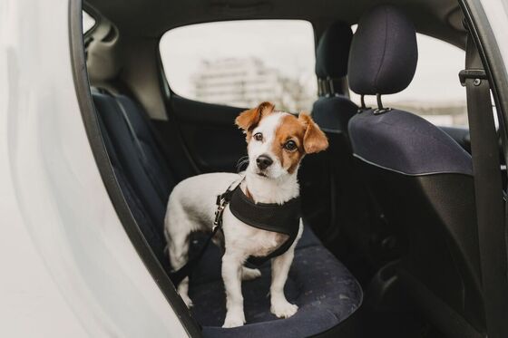Where's the Best Seat for Your Dog in Your Car? Find Out Now! - GROOMY PET SUPPLIES STORE INC.