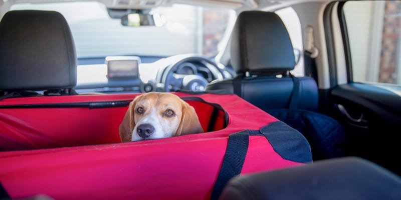 7 Car Seats Types for Your Dog's Ultimate Safety and Comfort - GROOMY Pet Supplies Store Inc.