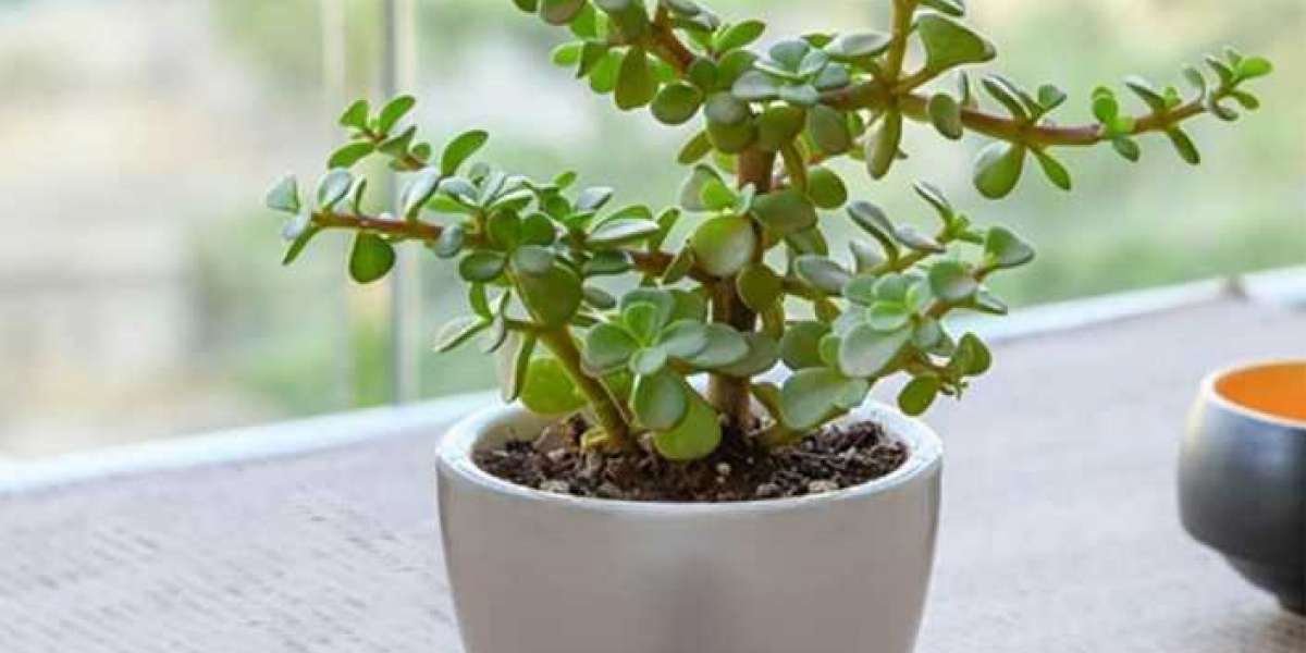The Evergreen Gift: Why Plant Gifts Are the Perfect Choice