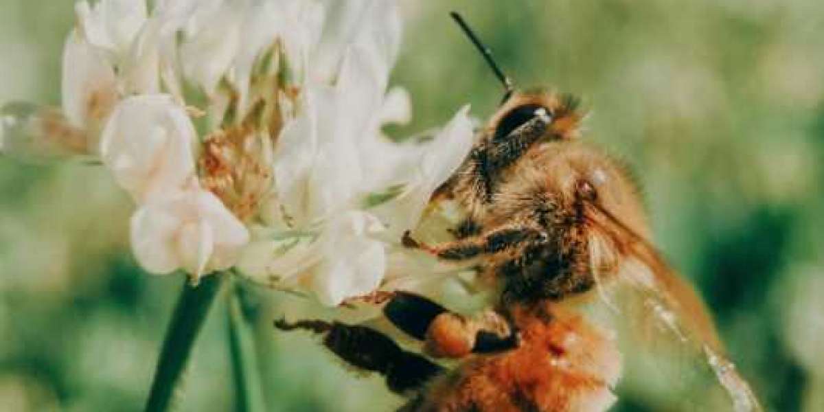 Eco Bee Removal - Live Bee Removal & Honey Bee Relocation Services