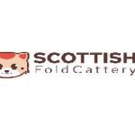 scottishfoldkittenscattery Profile Picture