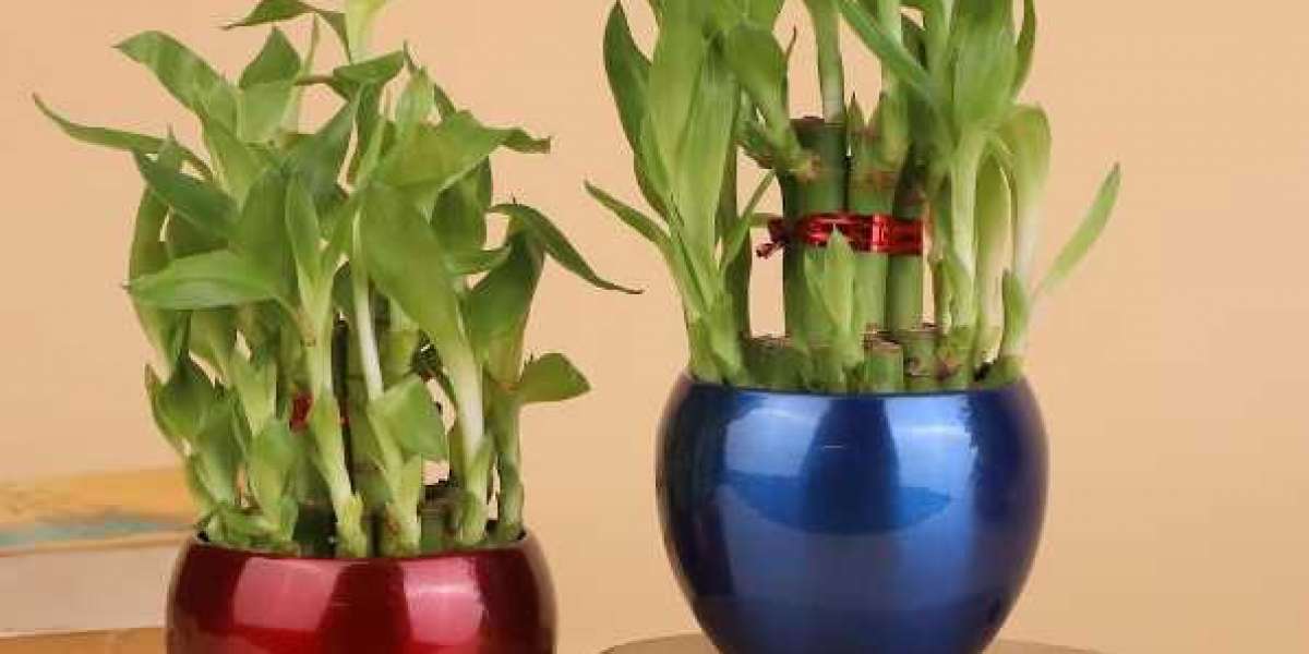 Ten Good Reasons to Include Indoor Plants in Your Environment