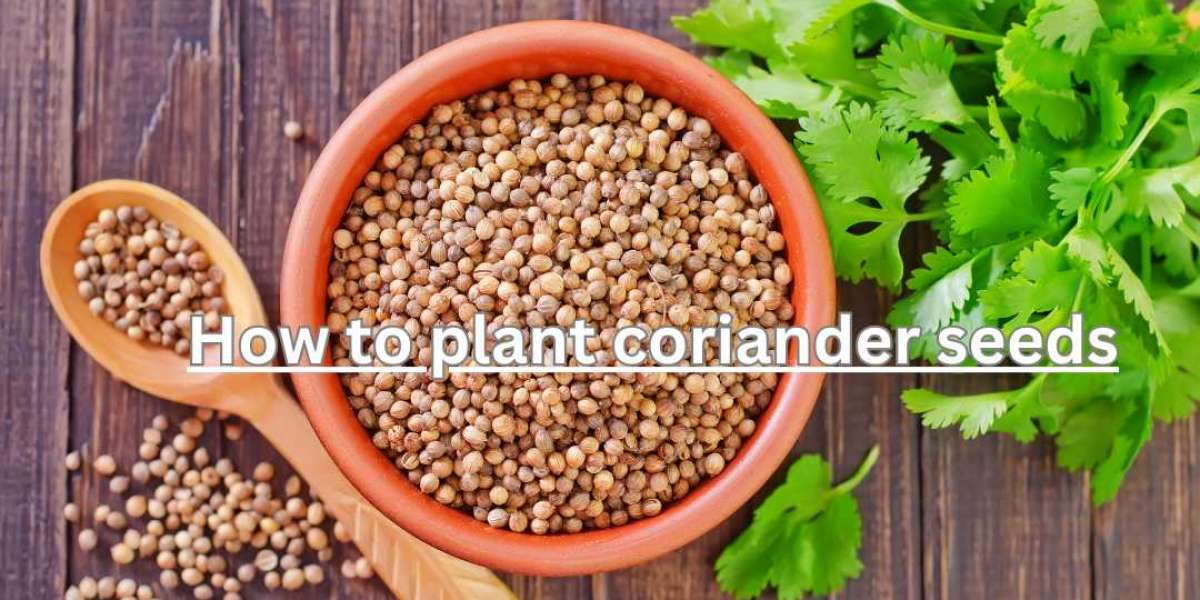 What are the essential steps to successfully plant coriander seeds