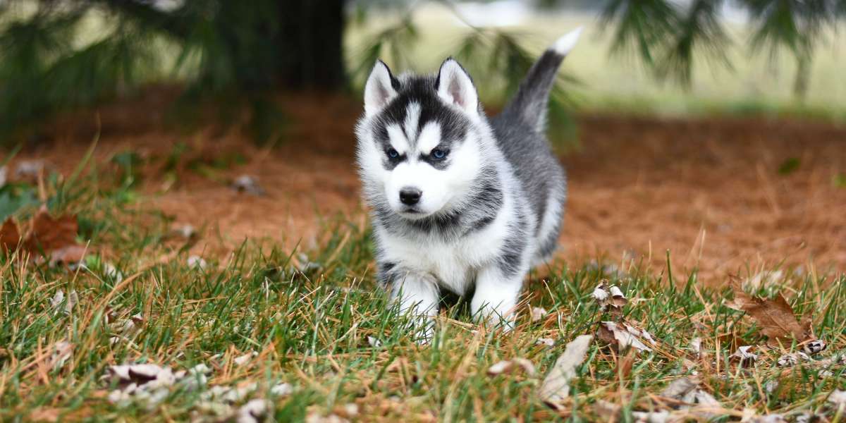 Siberian Husky Puppies: A Comprehensive Guide to Bringing Home Your New Adventure Companion