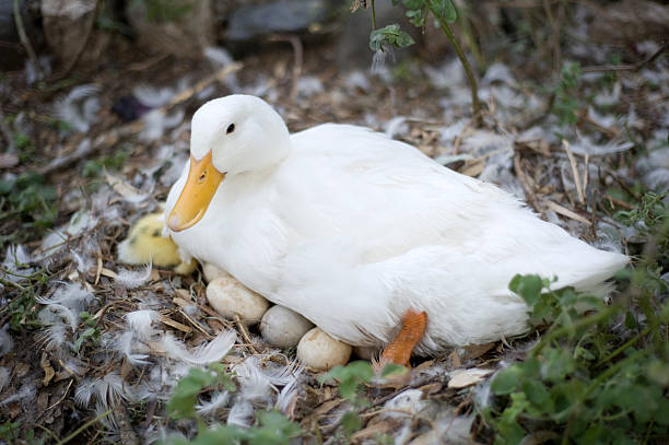 Quack Into Nutrition: Exploring the Health Benefits of Duck Eggs – Recipes Bay