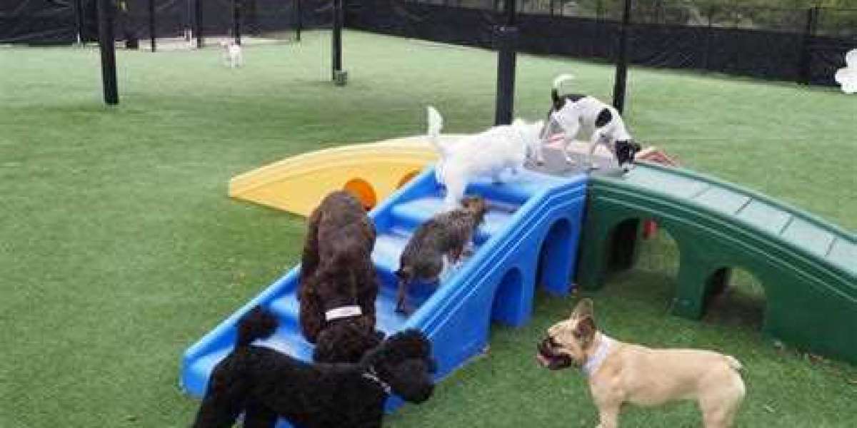 The Importance of Supervision and Safety Measures in Dog Daycare 