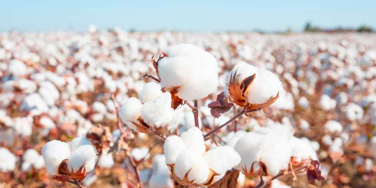 Cotton's Climb: Analyzing Live Commodity Market Trends and Price Movements