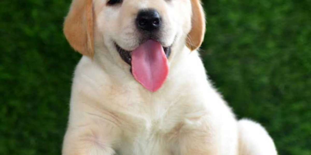 Labrador Retriever Puppies for Sale in Jaipur: Your Guide to Finding the Perfect Companion