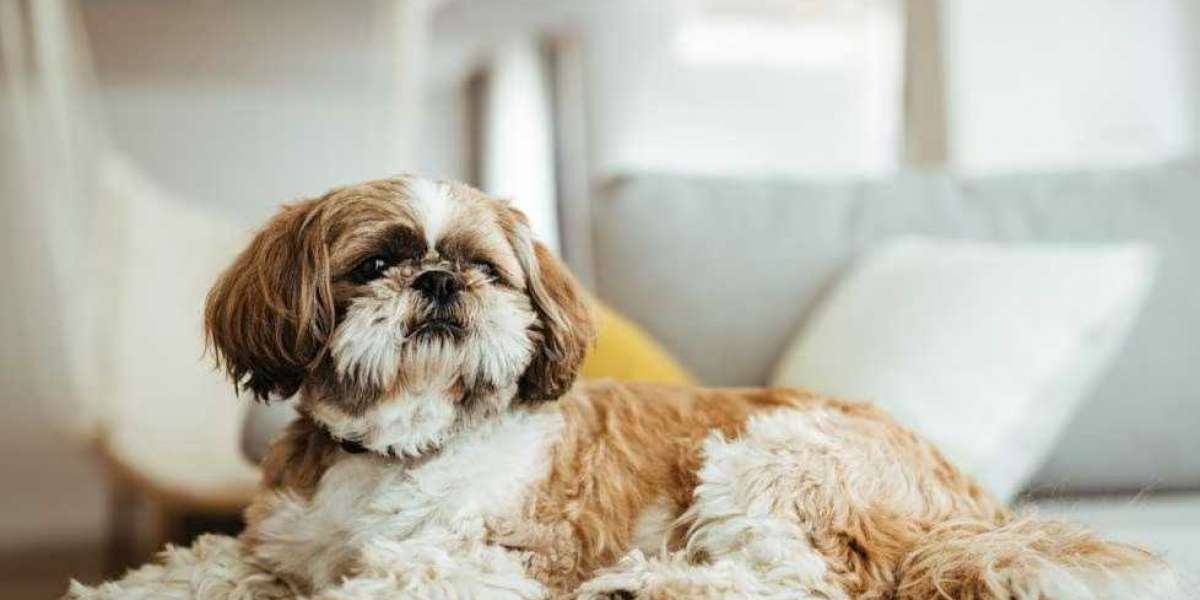 Finding Your Furry Friend: Shih Tzu Puppies for Sale in Delhi at Best Prices