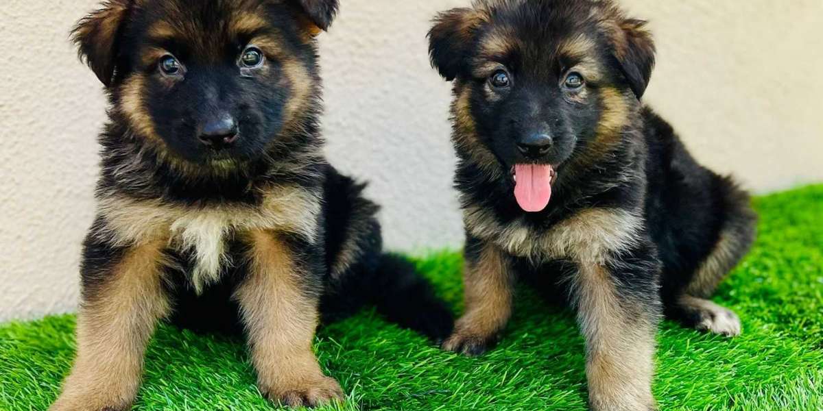 Exploring German Shepherd Puppies for Sale in Jaipur: A Comprehensive Guide