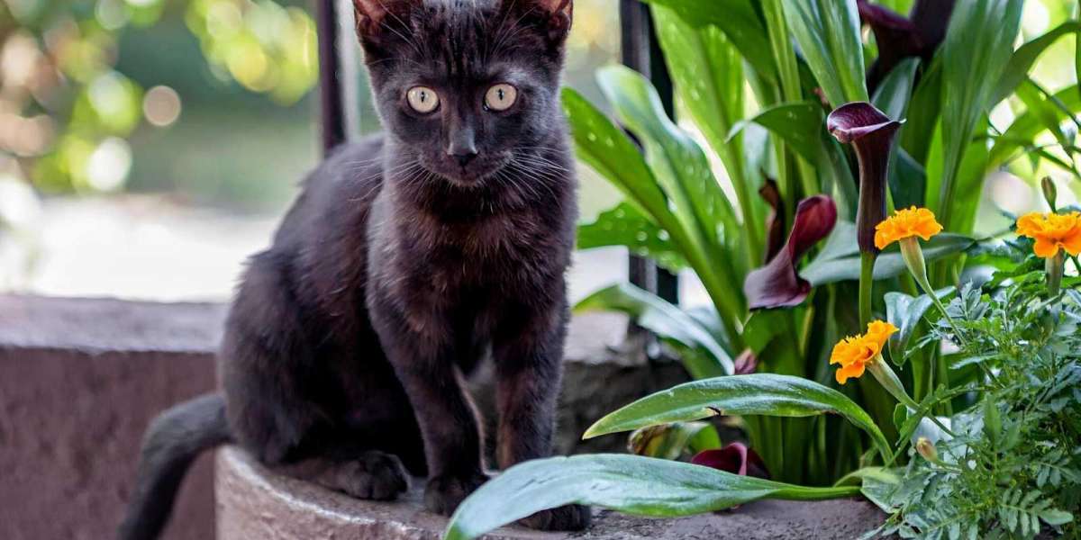 Safe Flowering Plants for Homes with Pets