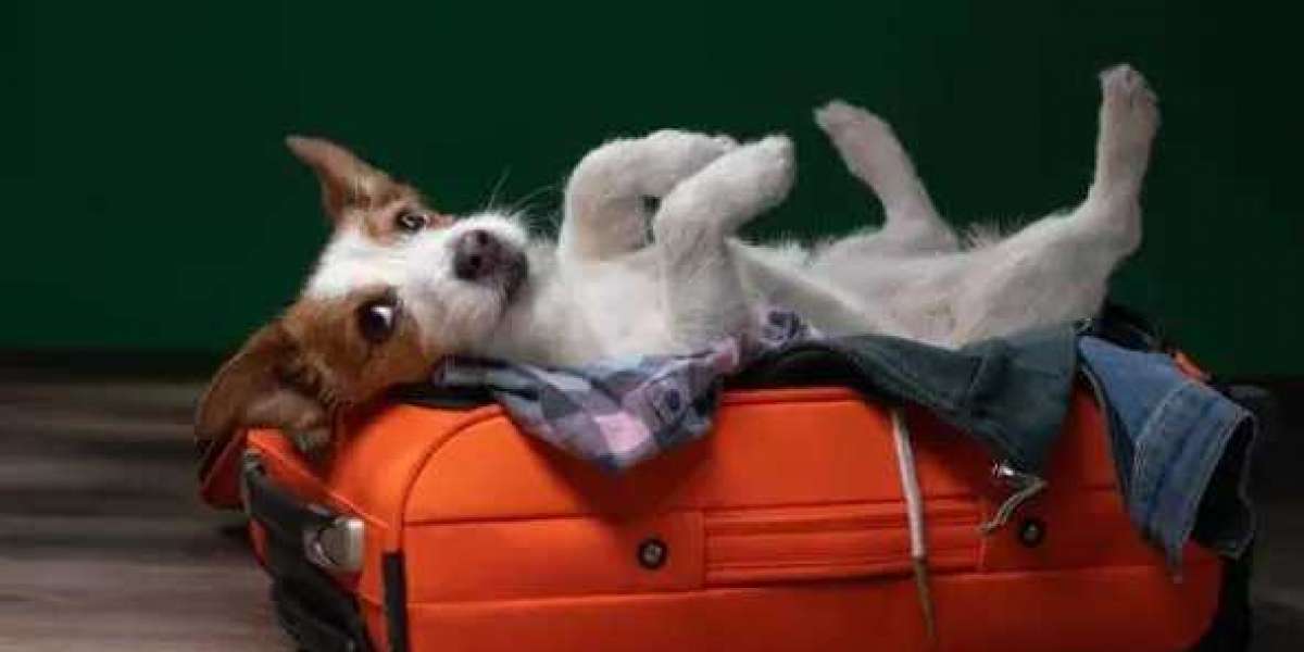 Luxury Dog Boarding Services in Sydney