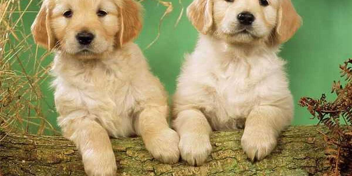 Discover the Joy of Owning a Golden Retriever: Puppies for Sale in Delhi at Best Prices