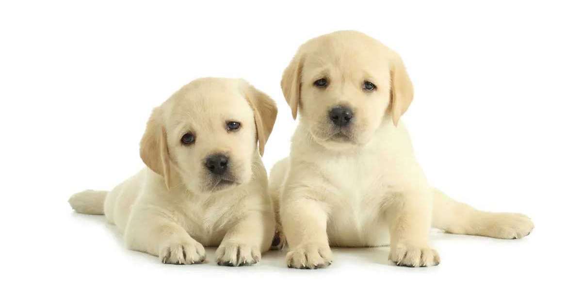Labrador Delights: Puppies Available for Adoption