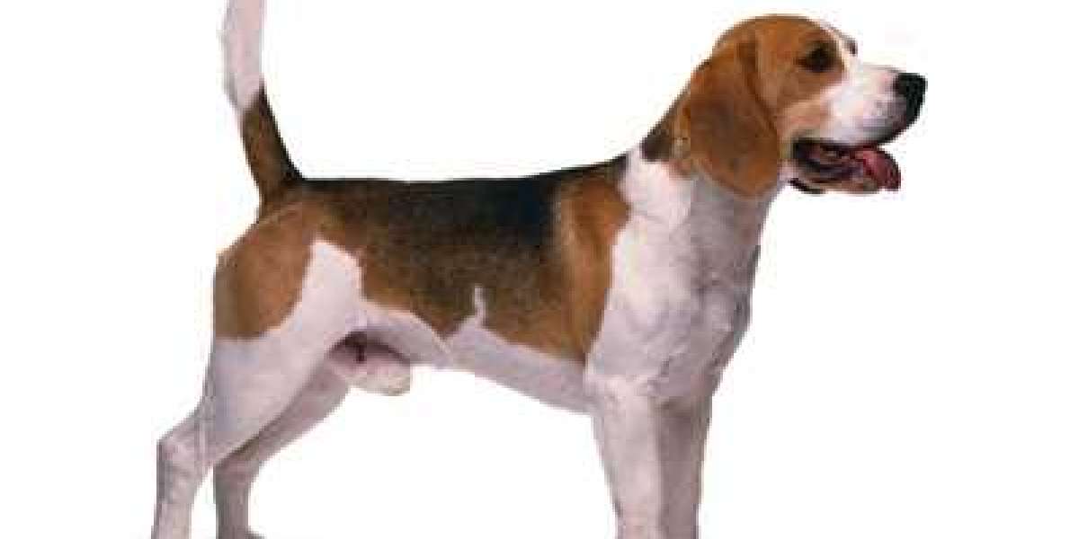 Finding Joyful Companions: Beagle Puppies for Sale in Delhi at Best Prices