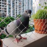 pigeoncontroller Profile Picture