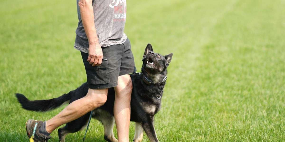 Unleashing Success: Dog Training Services in Toronto