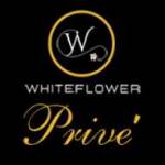 privebywhiteflower Profile Picture