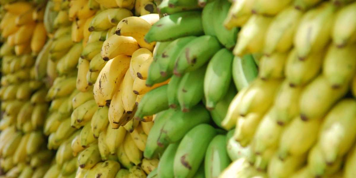 Banana Processing Plant Cost Report 2024: Setup Details, Business Plan and Raw Material Requirements
