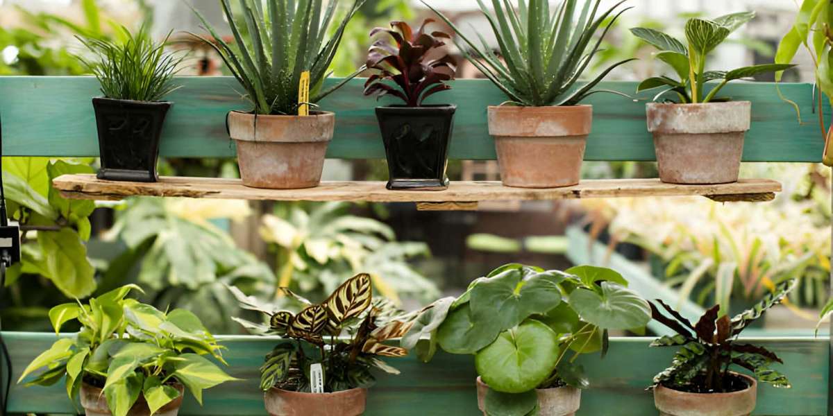 Trendy Home Decor Plants to Elevate Your Space