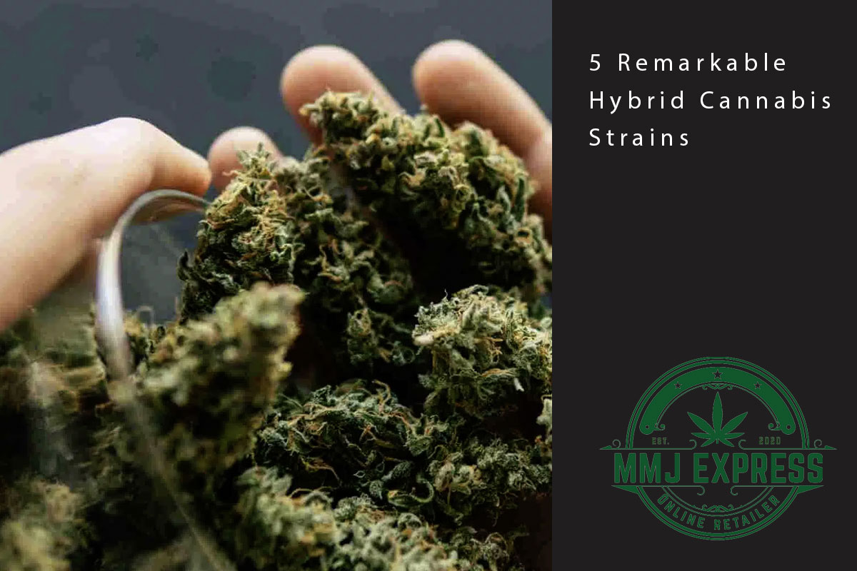 5 Remarkable Hybrid Cannabis Strains - MMJ Express