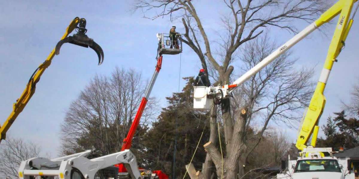 Rooted Solutions: Expert Tree removal Houston tx