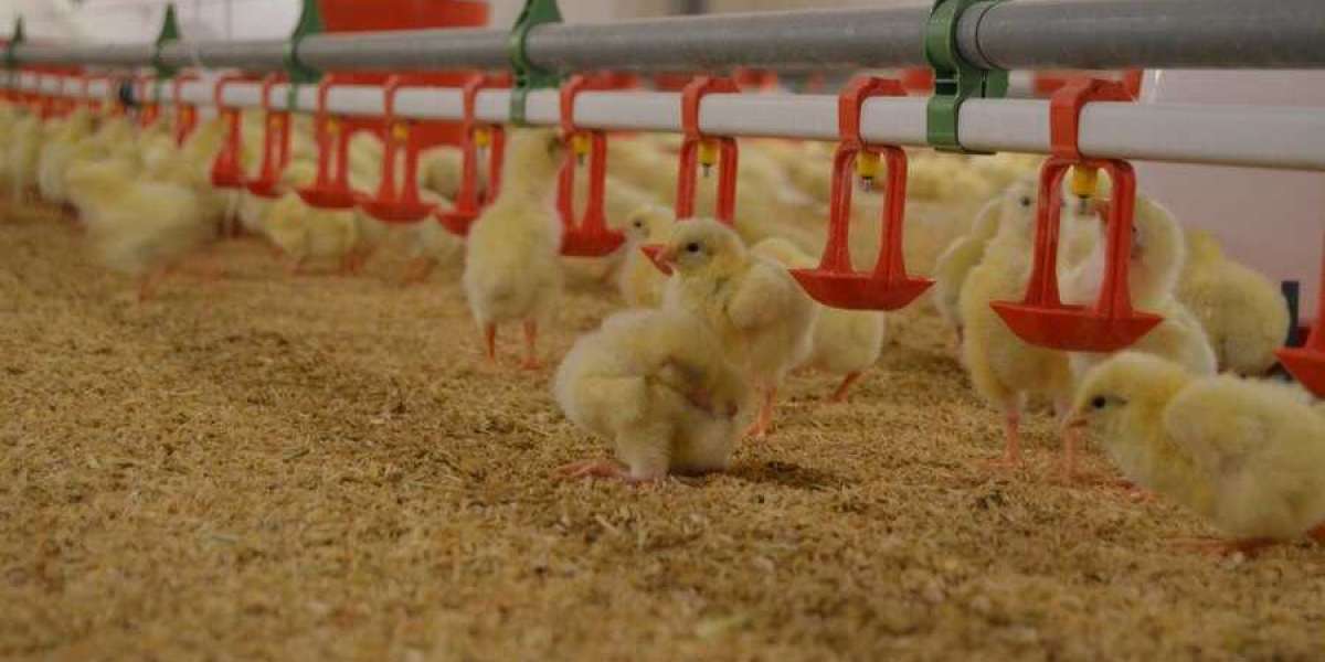 Global Poultry Feeding Systems Market: Driving Efficiency and Sustainability in Modern Poultry Farming