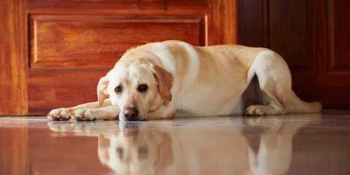In-Home Pet Euthanasia Services: Bringing Comfort to San Antonio Pet Owners