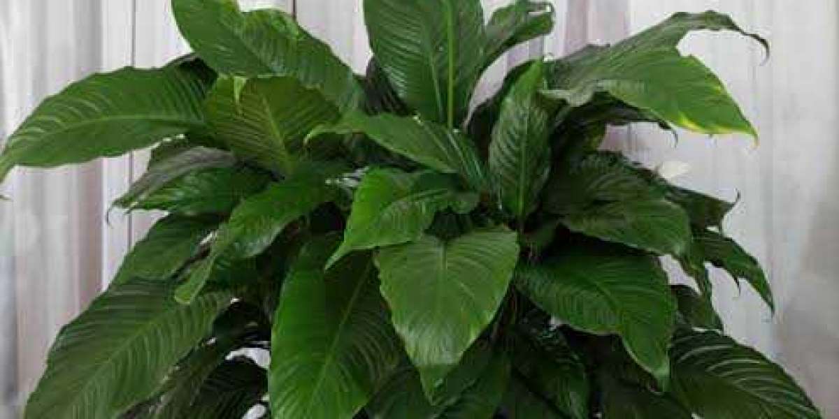 Peace Lily Watering Guide: Tips for Healthy Plants