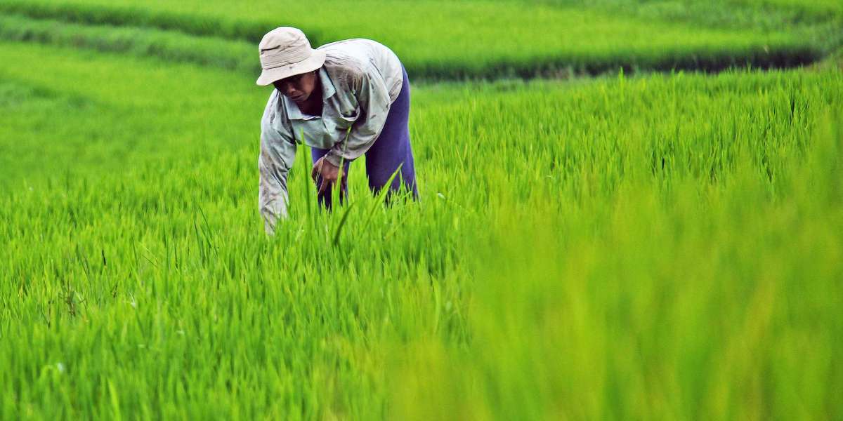 Modern Equipment Revolutionizing Land Preparation for Rice Cultivation in India