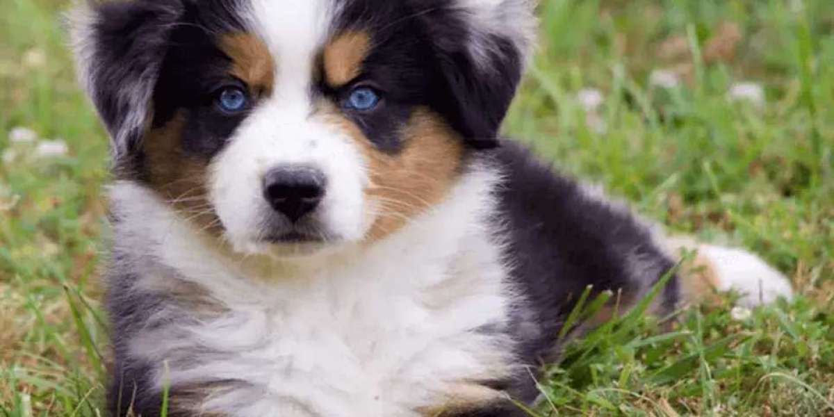 Exploring Options: Australian Shepherd Puppies for Sale