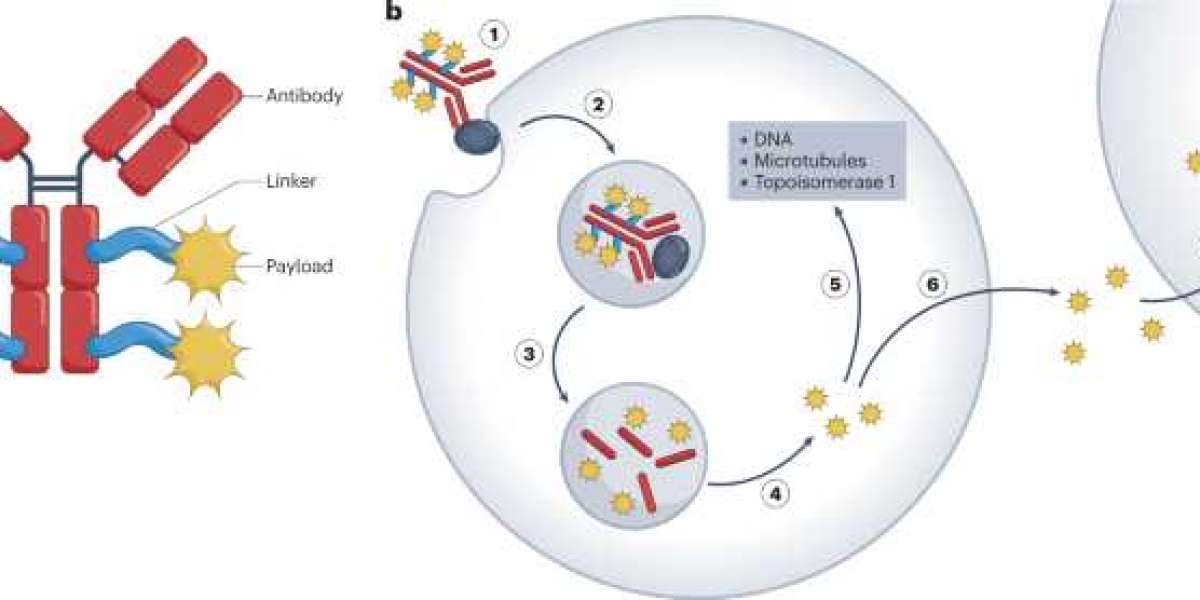 Antibody Drug Conjugates Market: Size, Share, and Growth Trends