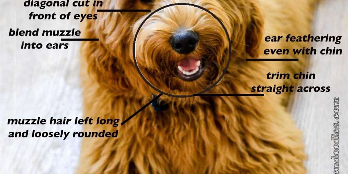 Training Your Goldendoodle