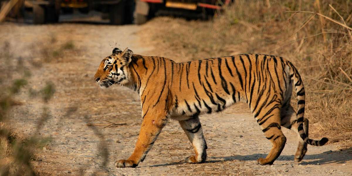 Exploring Jim Corbett National Park on Foot: Guided Walking Tours