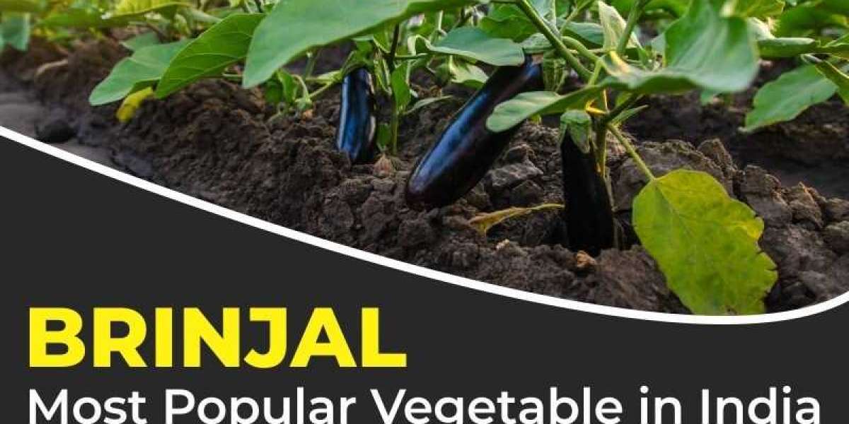 Brinjal: The King of Vegetables and Modern Farming with Tractors