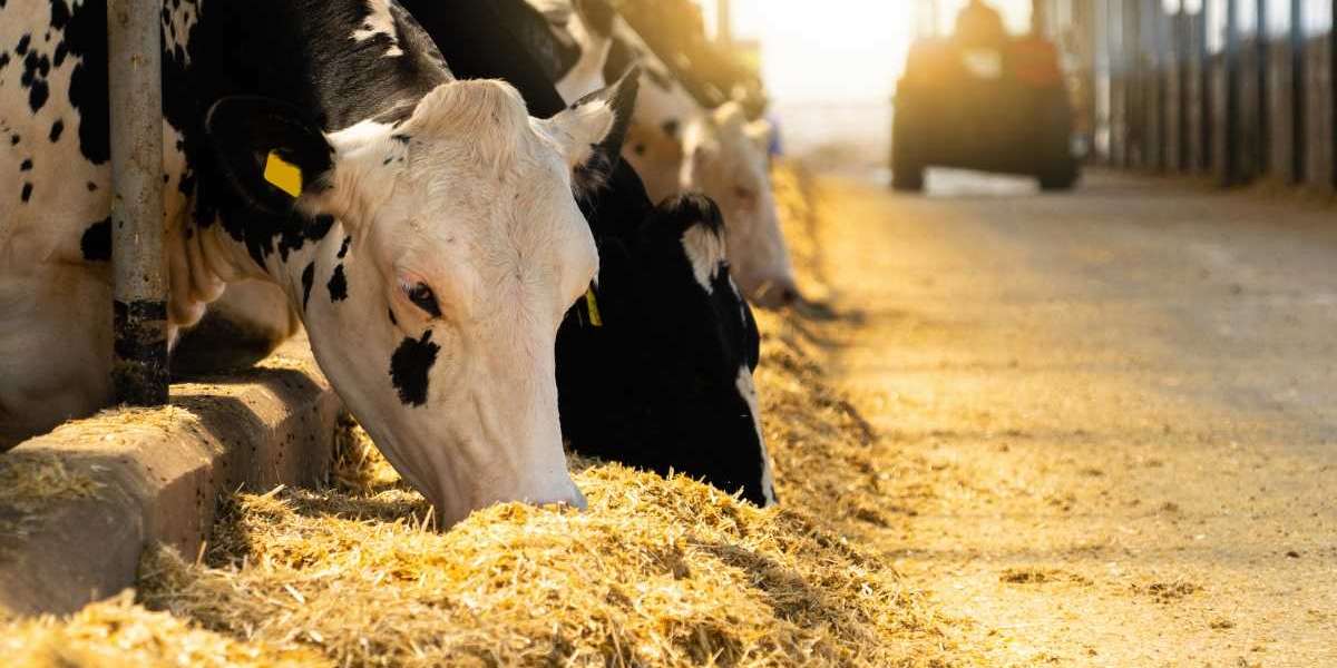 Animal Feed Organic Trace Minerals Market 2024-2032: Industry Growth and Research Report