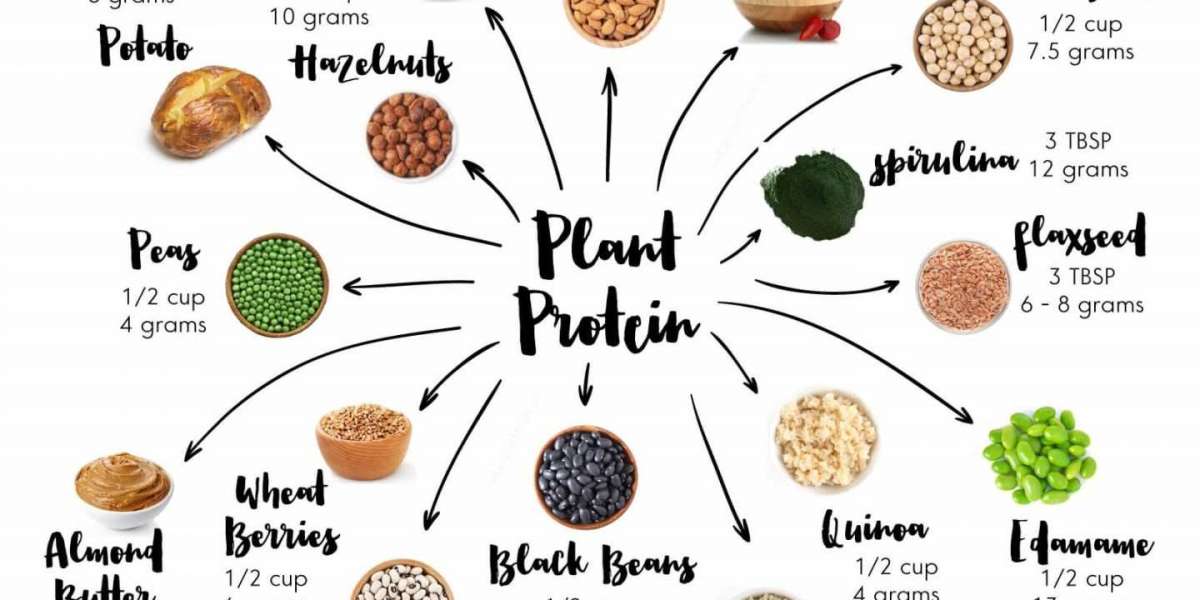 Plant-Based Protein Market Market: Global Industry Analysis, Growth, Trends, Covid-19 Impact, And Forecasts (2024 - 2032