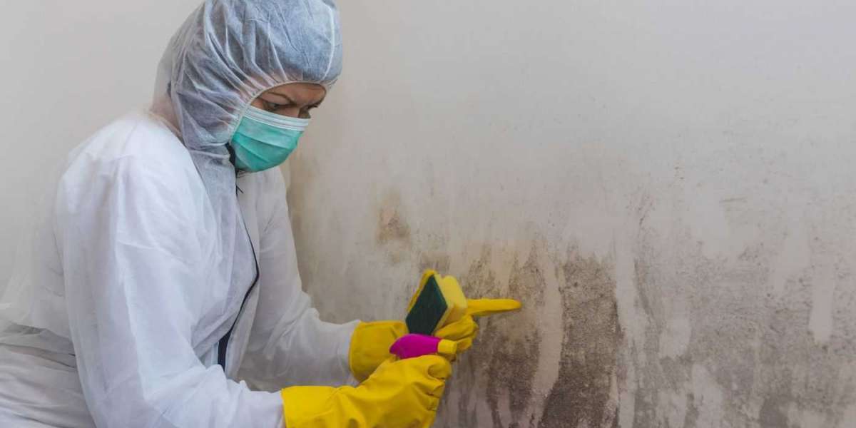 Preparing Your Home for Successful Mold Remediation on Kauai