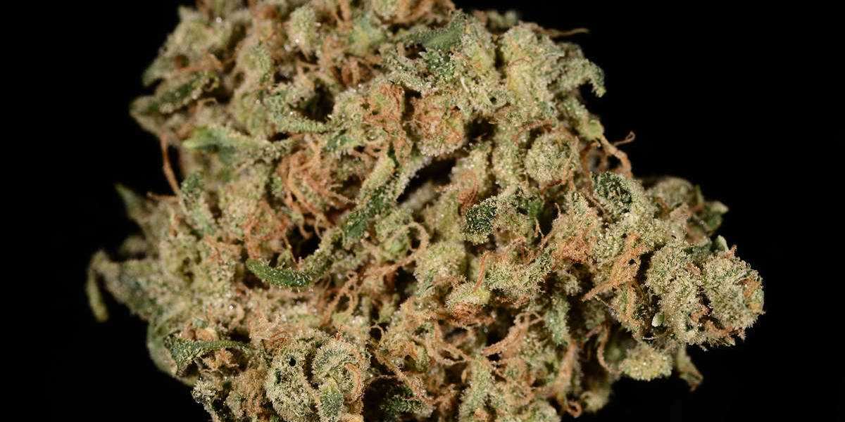ILGM White Widow Autoflower: A Complete Grower’s Guide to This Legendary Strain