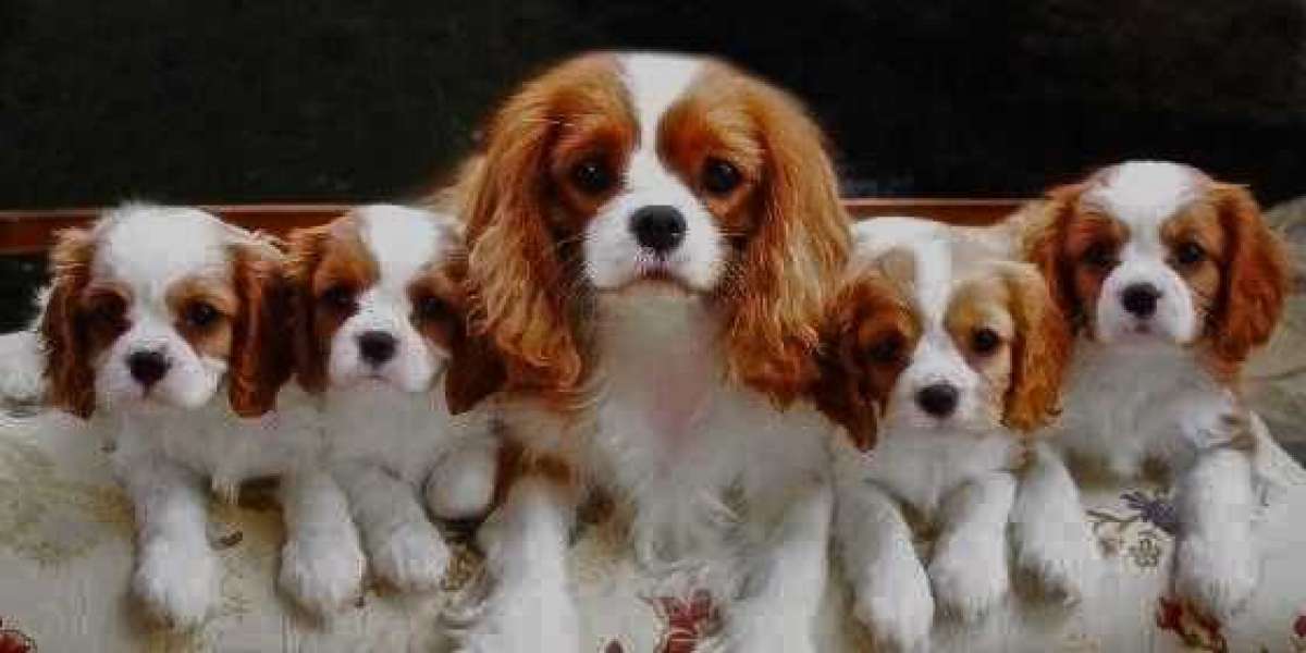 Cavalier King Charles Spaniel: A Comprehensive Overview