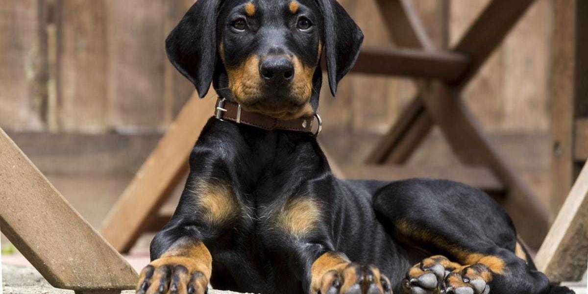 Finding Doberman Puppies for Sale Near Me: Top Tips