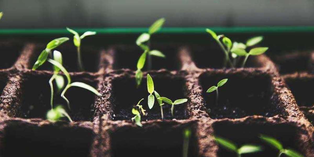 Self Watering Seedling Tray