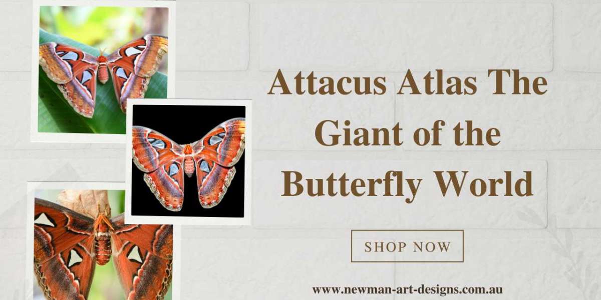 Attacus Atlas The Giant of the Butterfly World