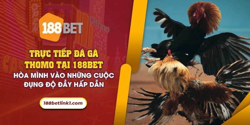 Trực tiếp đá gà thomo 188bet: Những cuộc đụng độ đầy hấp dẫn