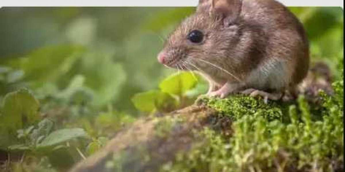 Effective Rodent Control in Miami - V Pest Control