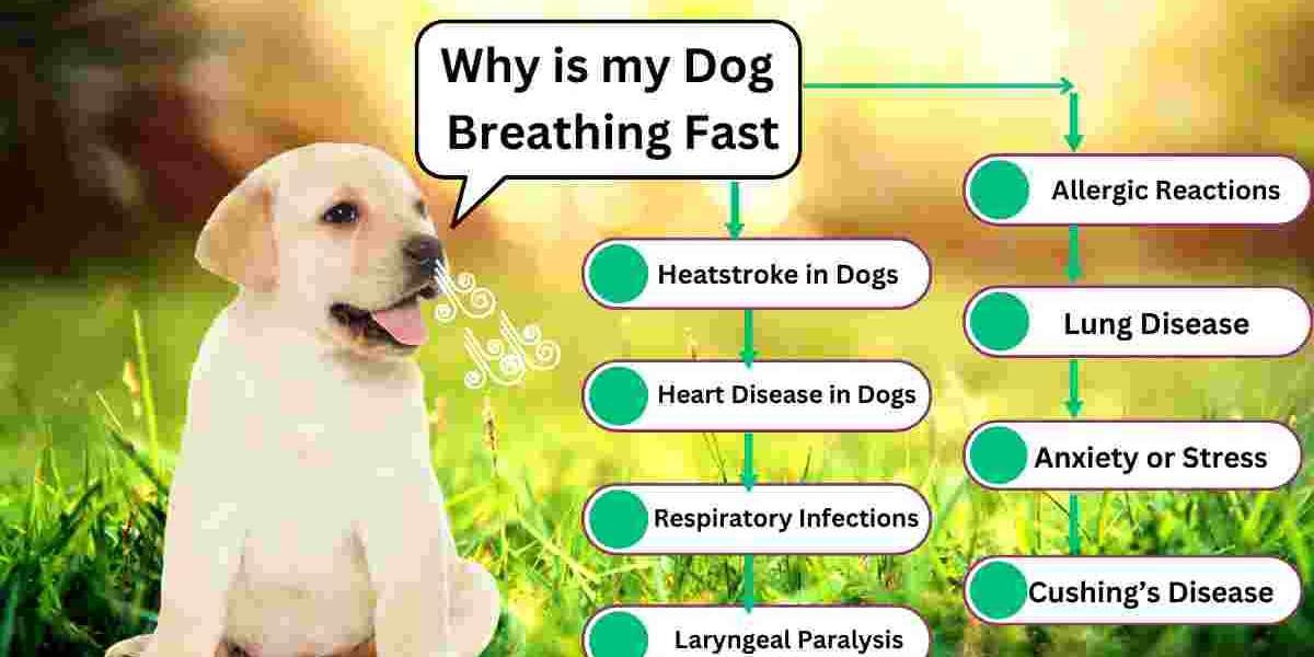 Why Is My Dog Breathing Fast? 14 Common Causes You Should Know